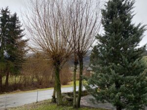 Bäume mit langen Ästen, im Hintergrund und daneben sind noch mehr Bäume ersichtlich so wie eine Strasse.
